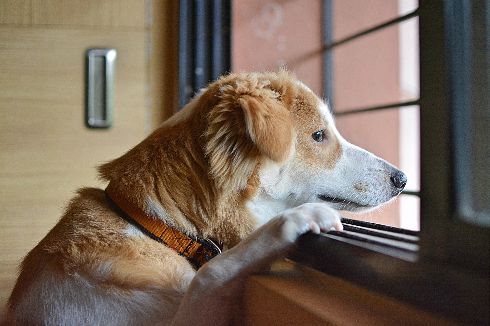 PetInsurance_Images3 Pet Care Services Errors & Omissions Liability