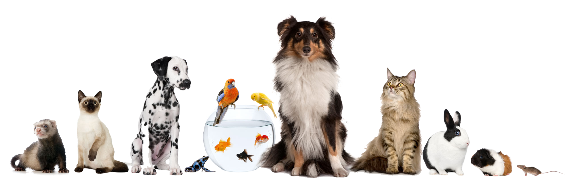 Insurance for Pet Care Providers | Hertvik Insurance Group