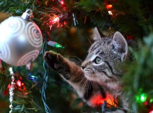 Cat Christmas Tree 12 Days of Christmas Insurance Hertvik Medina Ohio