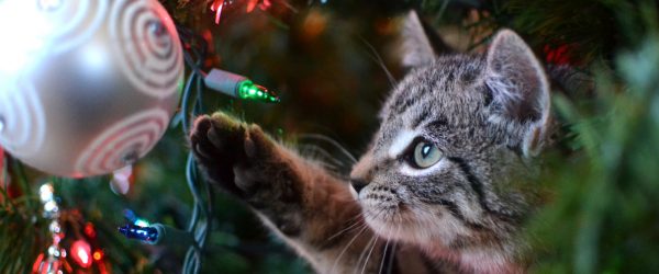 Cat Christmas Tree 12 Days of Christmas Insurance Hertvik Medina Ohio