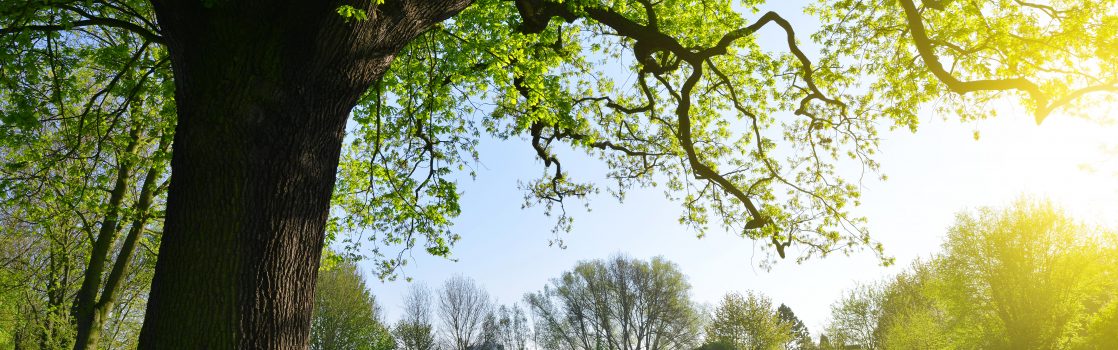 Happy Arbor Day! Tree-Related Insurance Hertvik Insurance Medina OH