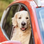 Pet Safety Pet Insurance Hertvik Insurance Medina Ohio