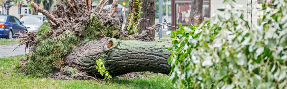 Who Pays for Damages When a Neighbor's Tree Falls on Your Property Hertvik Insurance Medina OH