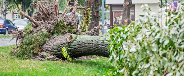 Who Pays for Damages When a Neighbor's Tree Falls on Your Property Hertvik Insurance Medina OH