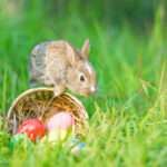 What Insurance Would The Easter Bunny Need? Hertvik Insurance Group Medina OH