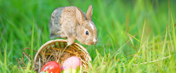 What Insurance Would The Easter Bunny Need? Hertvik Insurance Group Medina OH
